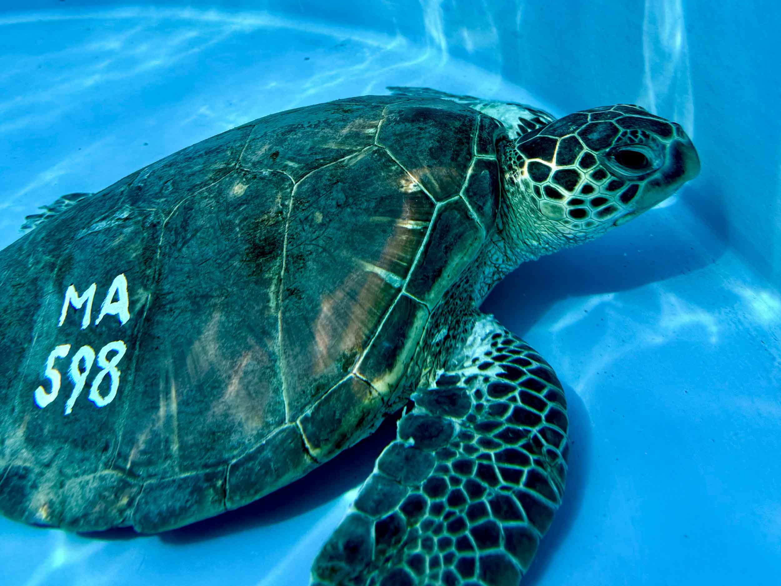 MOCMI turtle rescue photo 2