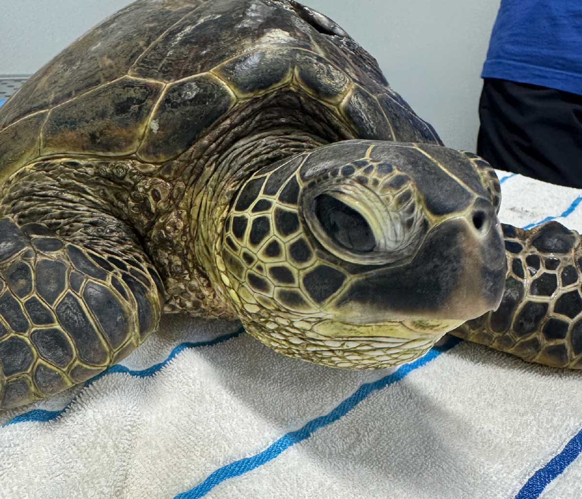 MOCMI turtle rescue 4